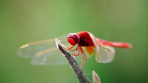 Preview wallpaper dragonfly, branch, sit, insect