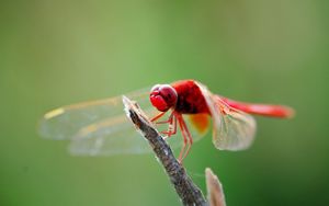 Preview wallpaper dragonfly, branch, sit, insect