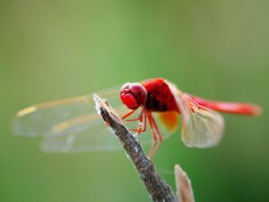 Preview wallpaper dragonfly, branch, sit, insect