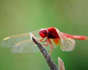 Preview wallpaper dragonfly, branch, sit, insect