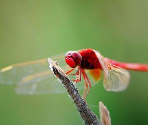 Preview wallpaper dragonfly, branch, sit, insect