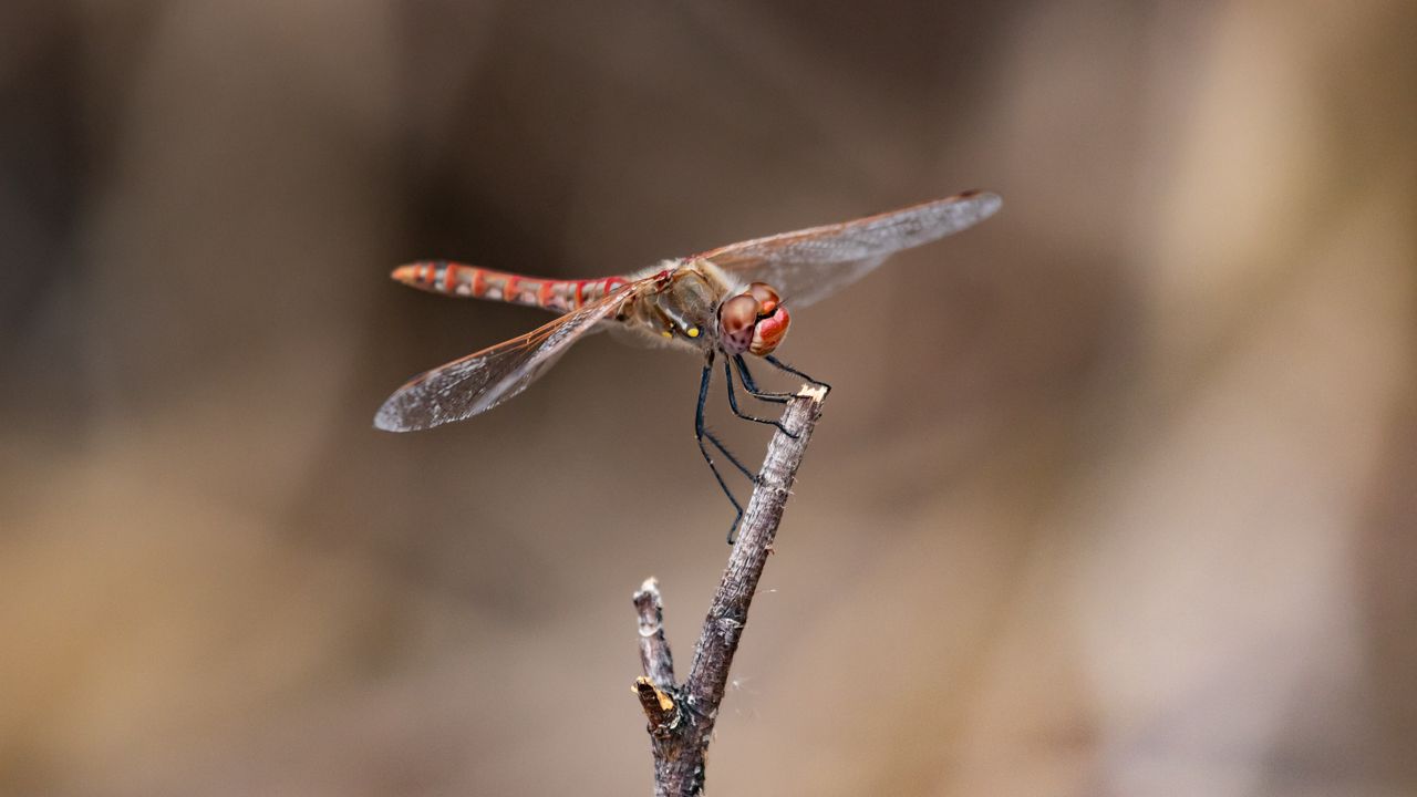 Wallpaper dragonfly, branch, wood, blur, macro