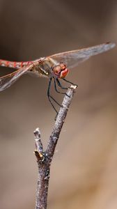 Preview wallpaper dragonfly, branch, wood, blur, macro