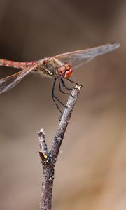 Preview wallpaper dragonfly, branch, wood, blur, macro