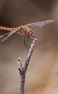 Preview wallpaper dragonfly, branch, wood, blur, macro