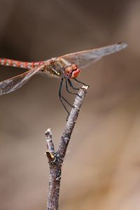 Preview wallpaper dragonfly, branch, wood, blur, macro