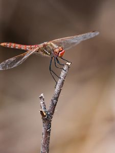 Preview wallpaper dragonfly, branch, wood, blur, macro