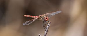 Preview wallpaper dragonfly, branch, wood, blur, macro