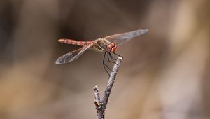 Preview wallpaper dragonfly, branch, wood, blur, macro