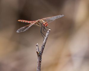 Preview wallpaper dragonfly, branch, wood, blur, macro