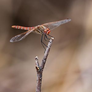 Preview wallpaper dragonfly, branch, wood, blur, macro