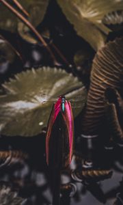 Preview wallpaper dragonfly, bud, water lily