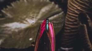 Preview wallpaper dragonfly, bud, water lily
