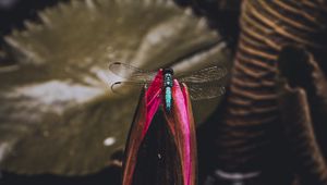 Preview wallpaper dragonfly, bud, water lily