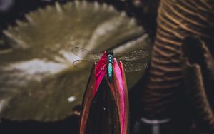 Preview wallpaper dragonfly, bud, water lily
