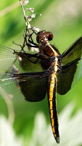 Preview wallpaper dragonfly, dragonfly large, close-up