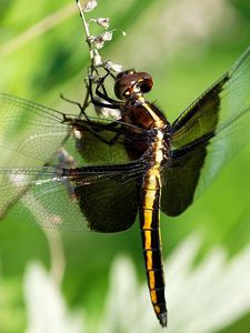 Preview wallpaper dragonfly, dragonfly large, close-up