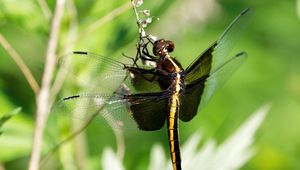 Preview wallpaper dragonfly, dragonfly large, close-up