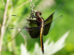 Preview wallpaper dragonfly, dragonfly large, close-up