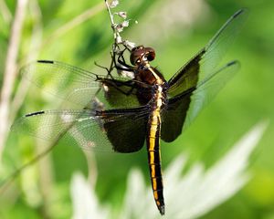 Preview wallpaper dragonfly, dragonfly large, close-up