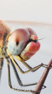 Preview wallpaper dragonfly, eyes, legs, insect