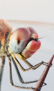 Preview wallpaper dragonfly, eyes, legs, insect