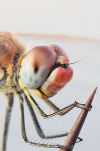 Preview wallpaper dragonfly, eyes, legs, insect