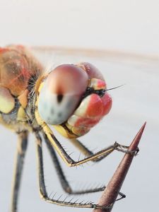 Preview wallpaper dragonfly, eyes, legs, insect