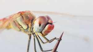 Preview wallpaper dragonfly, eyes, legs, insect