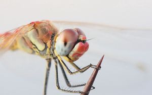 Preview wallpaper dragonfly, eyes, legs, insect