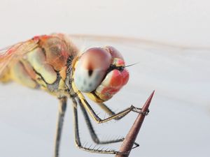 Preview wallpaper dragonfly, eyes, legs, insect