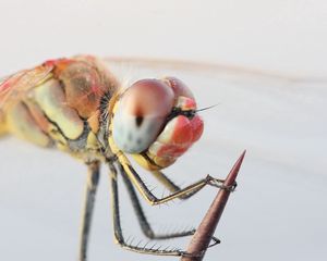 Preview wallpaper dragonfly, eyes, legs, insect