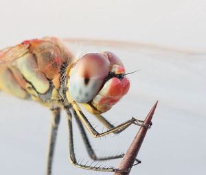 Preview wallpaper dragonfly, eyes, legs, insect