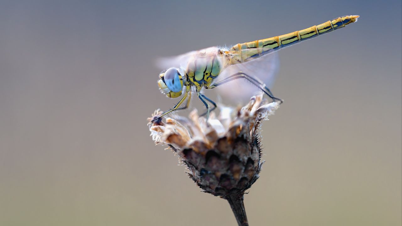 Wallpaper dragonfly, flower, closeup