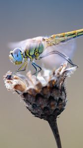 Preview wallpaper dragonfly, flower, closeup