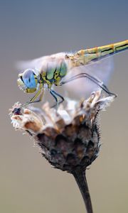 Preview wallpaper dragonfly, flower, closeup