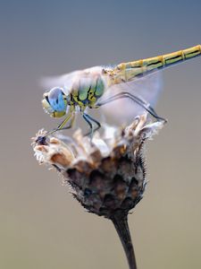 Preview wallpaper dragonfly, flower, closeup