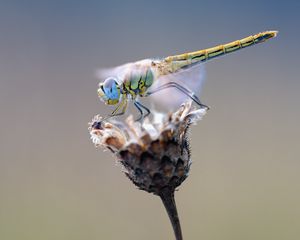 Preview wallpaper dragonfly, flower, closeup