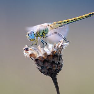 Preview wallpaper dragonfly, flower, closeup