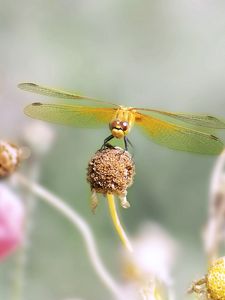 Preview wallpaper dragonfly, flower, stamen