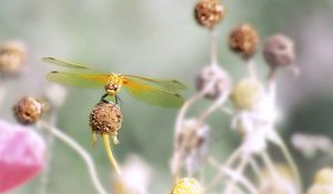 Preview wallpaper dragonfly, flower, stamen