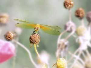 Preview wallpaper dragonfly, flower, stamen