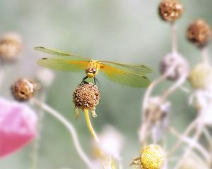 Preview wallpaper dragonfly, flower, stamen