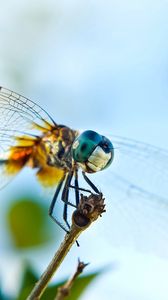 Preview wallpaper dragonfly, flying, wings, insect