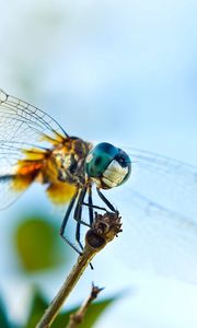 Preview wallpaper dragonfly, flying, wings, insect