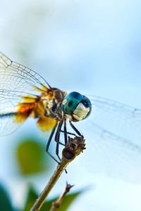 Preview wallpaper dragonfly, flying, wings, insect