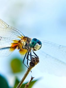 Preview wallpaper dragonfly, flying, wings, insect