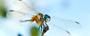 Preview wallpaper dragonfly, flying, wings, insect