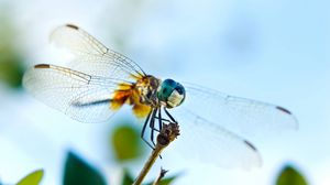 Preview wallpaper dragonfly, flying, wings, insect