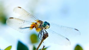 Preview wallpaper dragonfly, flying, wings, insect